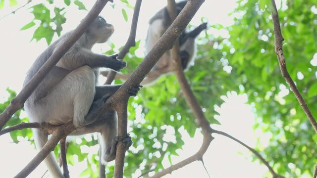 Dusky Langur or Spectacled Langur with scientific name is Trachypithecus obscurus stay on tree branch with eating some bean and other langur stay on upper branch as background.