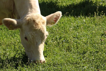 Naklejka na ściany i meble Bio Rinder auf der Weide, Ökologische Weidehaltung , Biofleisch