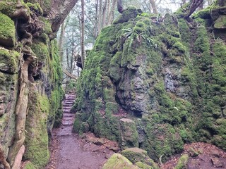 waterfall in the forest