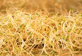 Fruit and vegetable images for the food industry.