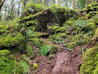 green moss on the ground