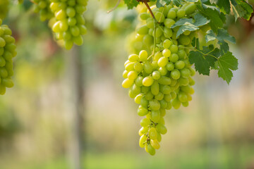 Green grapes on the vine in the vineyard. Vine and bunch of white grapes in garden the vineyard. green grapes in the vineyard field, Ripe green grapes ready for harvest. Agriculture grape farm.