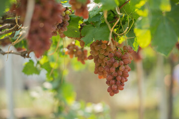 red grapes on the vine in the vineyard. Vine and bunch of white grapes in garden the vineyard....