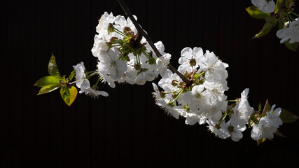 Snow-white cherry blossoms on a dark background