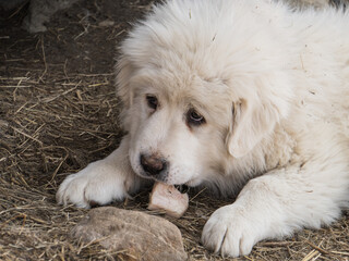 adorable ball of white fluff:  Great Pyrenees puppy 
