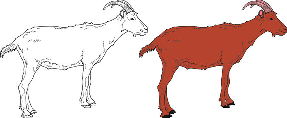 Goat vector drawing cartoon coloring for children line art and colored