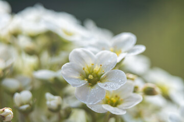 Saxifraga - a genus of plants belonging to the saxifrage family. 