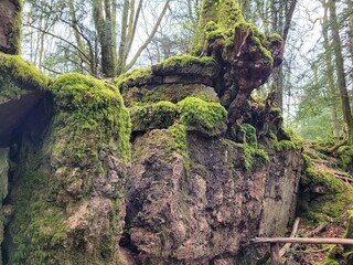 moss covered tree