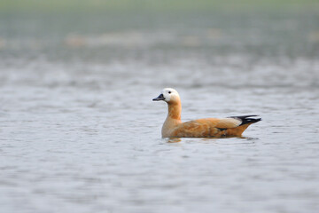 Fototapeta premium Ruddy Shelduck Bird Is Swimming In The Wetland