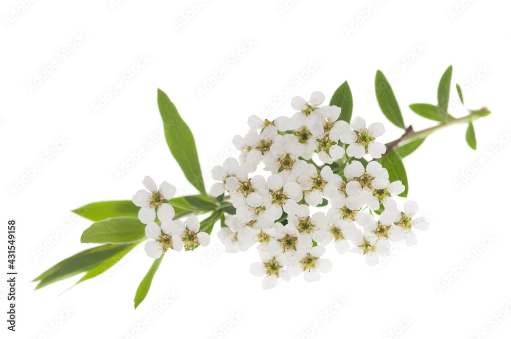 Canvas Prints Spirea flowers