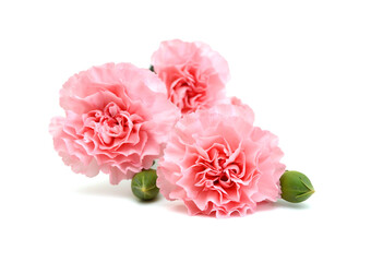 Fototapeta na wymiar A pink carnation blooming on white