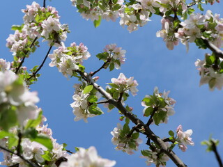 Apfelblüte mit sehr vielen Blüten in rosa, weiß und mit gelben Stempeln an einem Apfelbaum