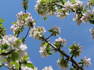 Apfelblüte mit sehr vielen Blüten in rosa, weiß und mit gelben Stempeln an einem Apfelbaum