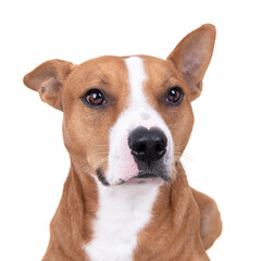 Close up red American Staffordshire terrier isolated on a white background.One ear is up. One ear...