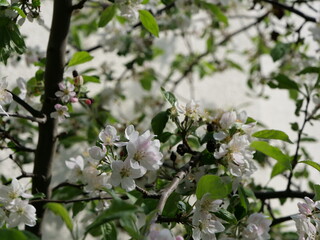 Apfelbl&uuml;te mit sehr vielen Bl&uuml;ten in rosa, wei&szlig; und mit gelben Stempeln an einem Apfelbaum