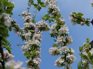 Apfelblüte mit sehr vielen Blüten in rosa, weiß und mit gelben Stempeln an einem Apfelbaum