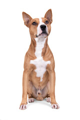 Full-length red American Staffordshire terrier isolated on a white background. Red American Pit Bull Terrier. Mixed breed. Masculine dog. Brown and white dog is sitting