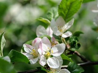 Apfelblüte mit sehr vielen Blüten in rosa, weiß und mit gelben Stempeln an einem Apfelbaum
