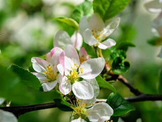 Apfelblüte mit sehr vielen Blüten in rosa, weiß und mit gelben Stempeln an einem Apfelbaum