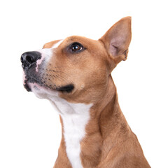 Close up red American Staffordshire terrier isolated on a white background.Side view. Red American Pit Bull Terrier. Mixed breed. Masculine dog. Brown and white dog is looking up