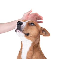 Close up red American Staffordshire terrier isolated on a white background. Hand stroking a dog. Red American Pit Bull Terrier. Mixed breed. Masculine dog. Brown and white dog.