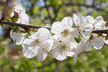 A sprig of blooming white cherry on a sunny day, soft focus
