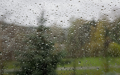 Natural landscape with a spruce top through a rain-dropped window glass.