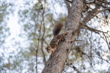 Ardilla trempando árbol
