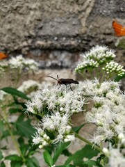 butterfly on a flower