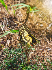 The swallowtail butterfly lays its eggs on plants. Vertical view