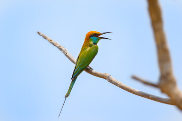 Green bee-eater or little green bee-eater perching on tree