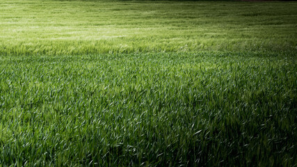 detail of green wheat field with the contrasts of light and shadows on the hills of the Marche region in Italy