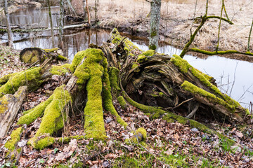 An old stump of wood covered with moss. Next to river..