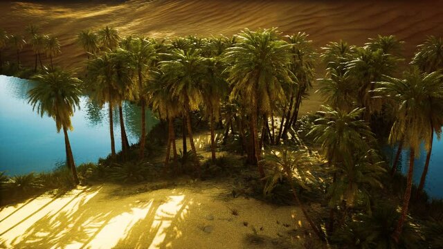 Oasis in hot Sahara Desert