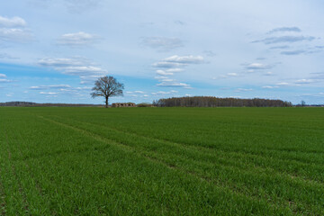 Fototapeta na wymiar A green cereal field with a tree and an old building in the spring..