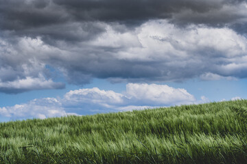 detail of green wheat field with the contrasts of light and shadows on the hills of the Marche region in Italy with cloudy sky that threatens rain