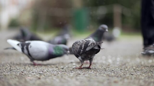 Flock Pigeons birds eating at park