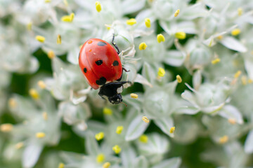 Lady bird insect on tiny flowers on blurred bokeh background. Red ladybug with black dots
