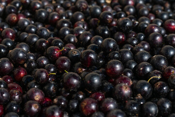 Many freshly picked and washed ripe raw black currant berries. Pattern