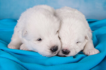 Two small one month old cute white Samoyed puppies dogs