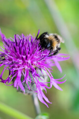 Striped bumblebee on bright purple thistle flower. Vertical format macro photo, blurred background