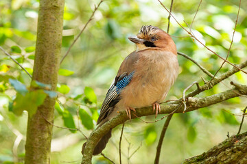 Eurasian jay (Garrulus glandarius), pastel-colored bird on the ground, concept animals