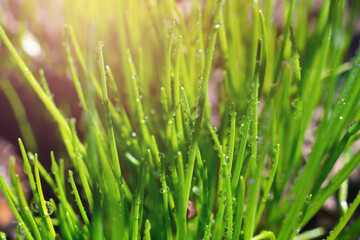 Green juicy onion is growing in the garden under bright sunlight. Wet plant with waterdrops on leaves