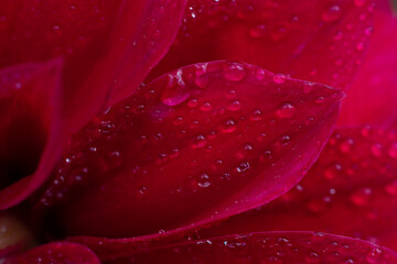 Close up view of red wet petal. Water droplets macrophotography. Botanical floral backdrop macro photo.