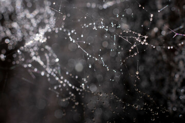 Natural blurred background with bokeh effect made of wet spiderweb. Delicate filaments of web and waterdrops on it