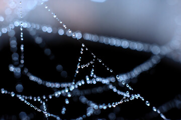 Blue toned natural backdrop made of filigree spiderweb.Complicate entangled web threads with water...