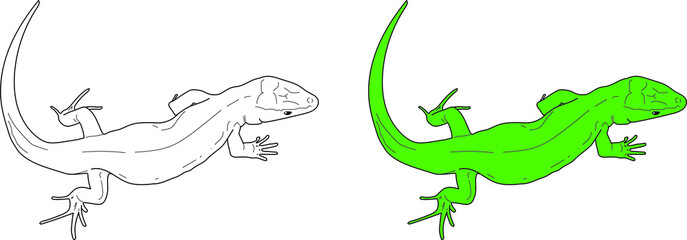 Lizard vector drawing cartoon coloring for children line art and colored
