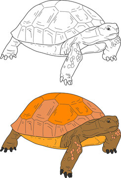 Tortoise vector drawing cartoon coloring for children line art and colored