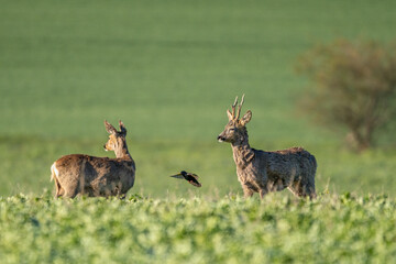 Rehe und Vogel