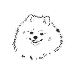 Pomeranian dog hand drawn sketch. Purebred lap dog face on white background.